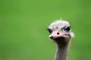 Don’t be the Cashflow Ostrich